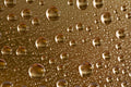 Jojoba Seed Oil